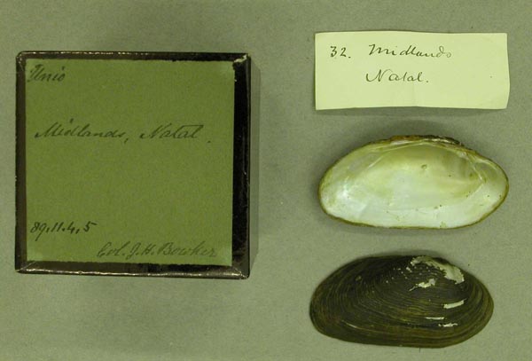 specimen
