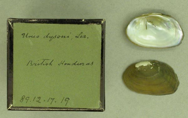 specimen