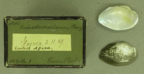 specimen