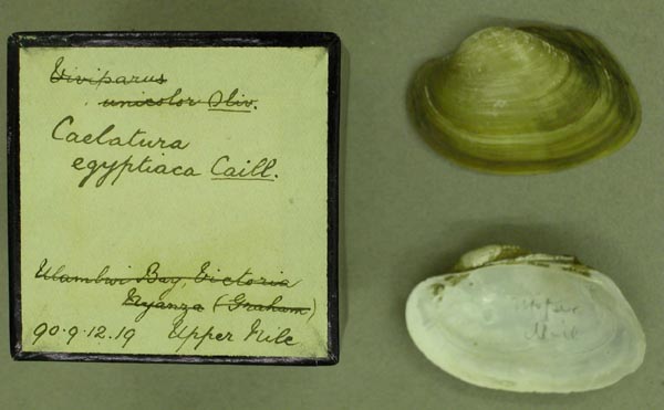specimen