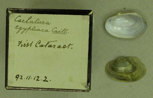 specimen