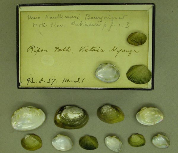 specimen