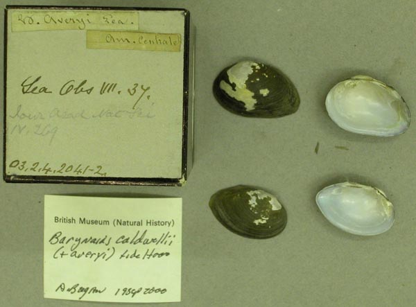 specimen