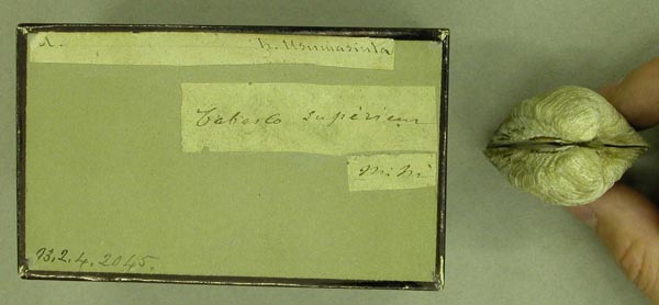 specimen