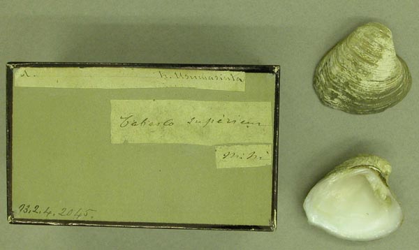 specimen
