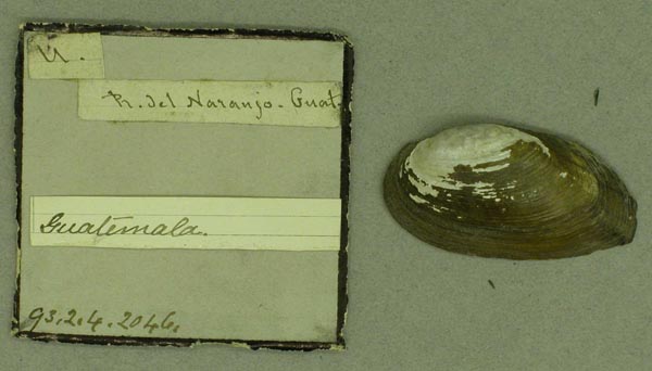 specimen