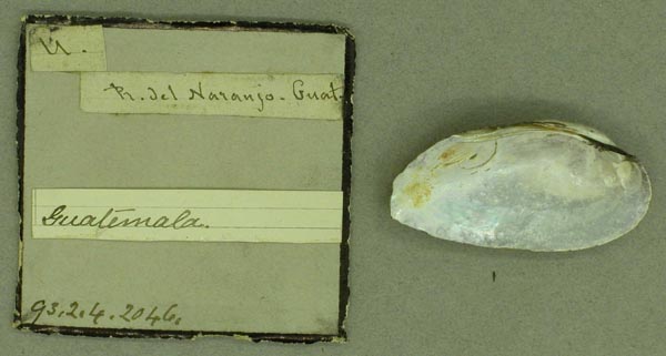 specimen
