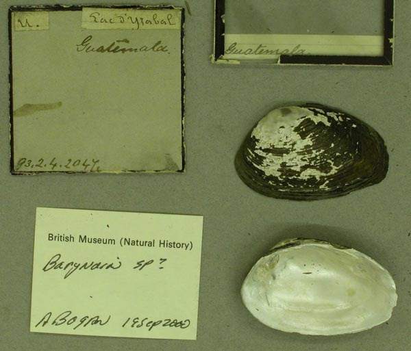 specimen