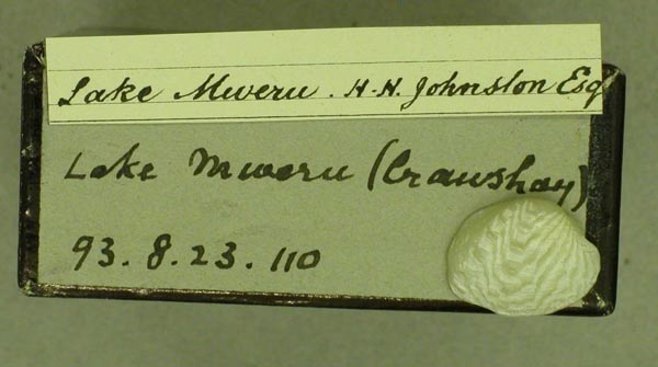 specimen