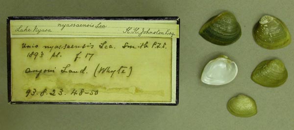 specimen