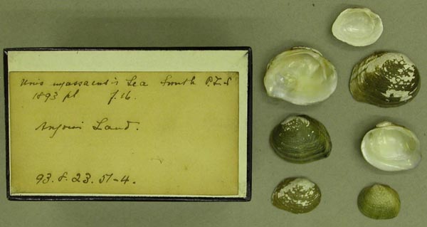 specimen