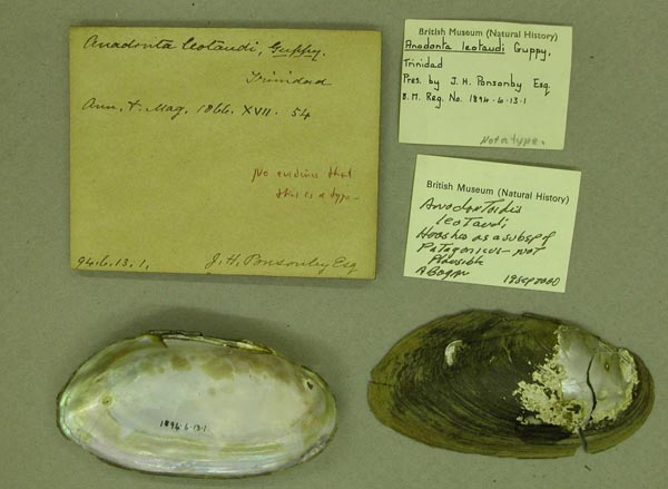 specimen