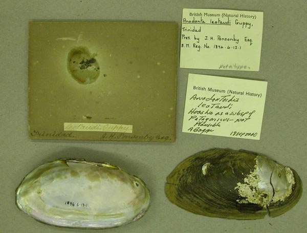 specimen