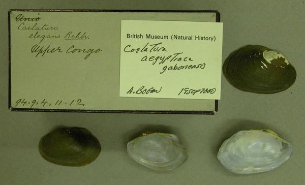 specimen