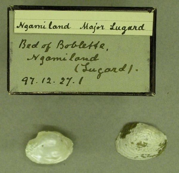 specimen