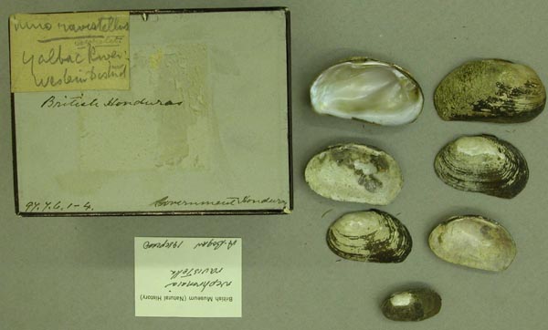 specimen