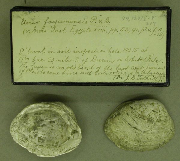 specimen
