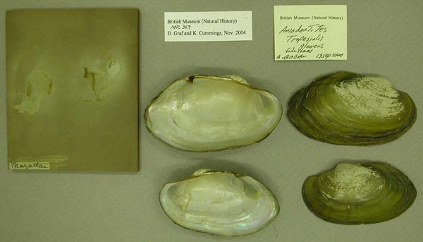 specimen