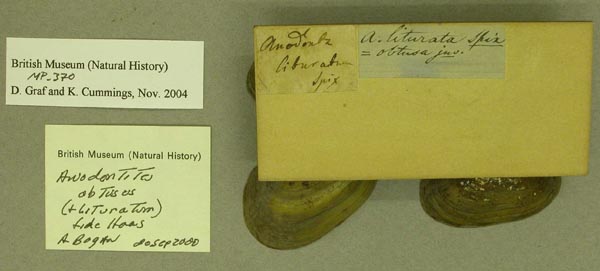 image of lot BMNH_MP_370