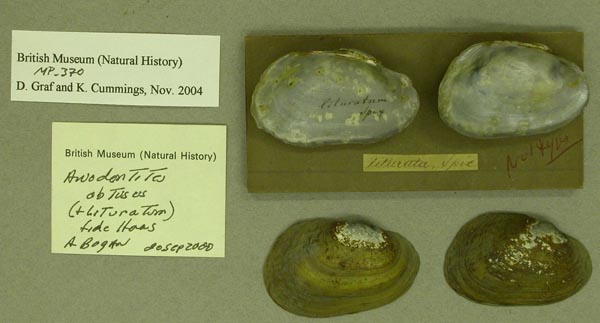 image of lot BMNH_MP_370