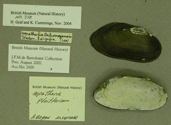 specimen