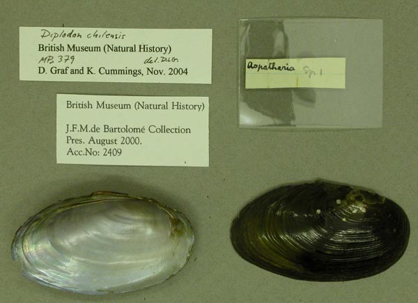 specimen