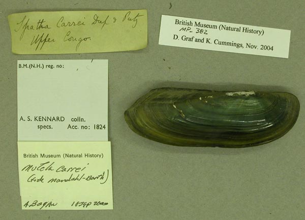 image of lot BMNH_MP_382 image of lot BMNH_MP_382