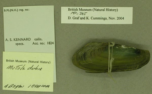 specimen