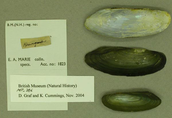 specimen