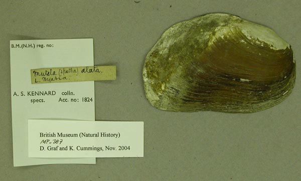 image of lot BMNH_MP_387 image of lot BMNH_MP_387