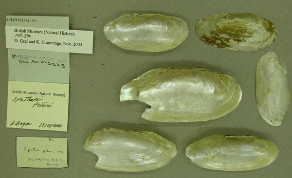 specimen
