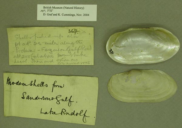 specimen