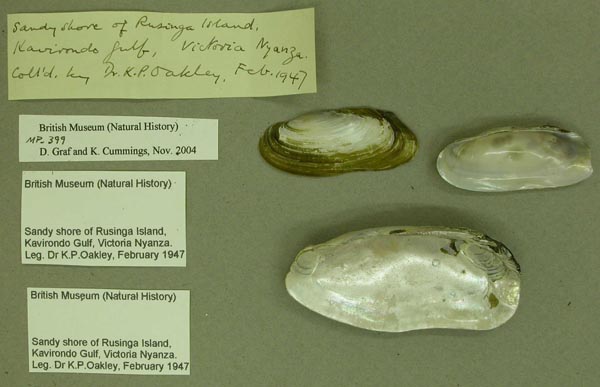 specimen