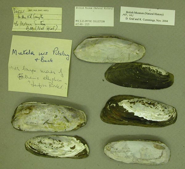 specimen