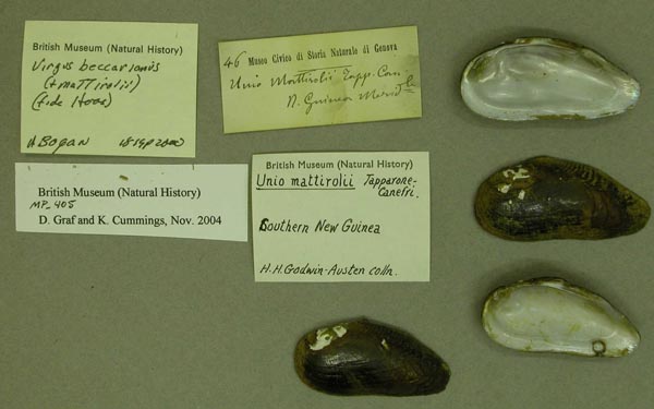 specimen