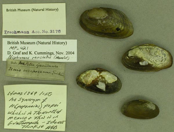 specimen