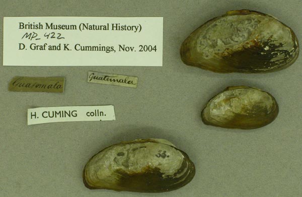 specimen