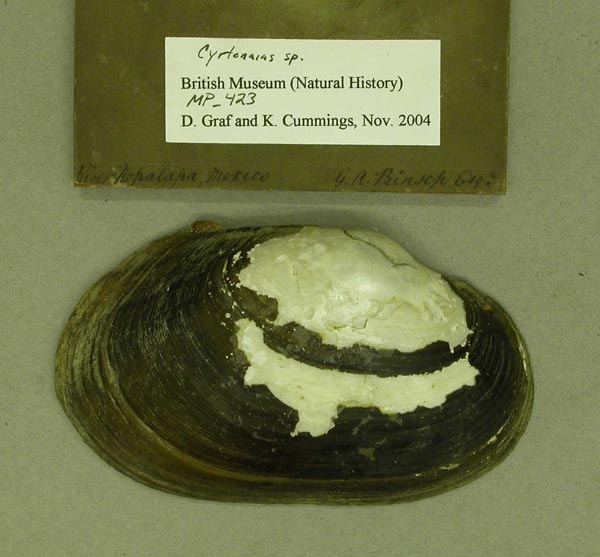 specimen
