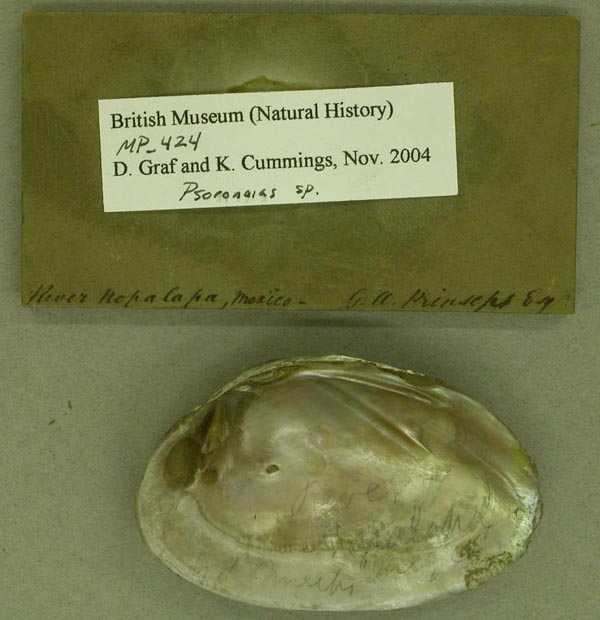 specimen