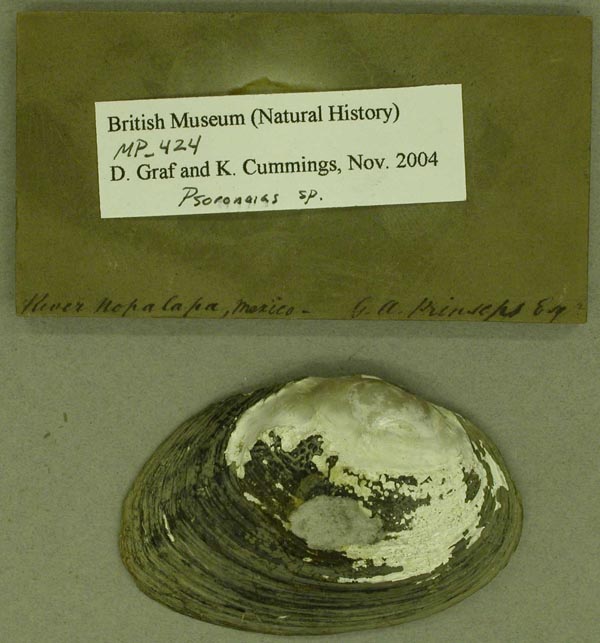 specimen