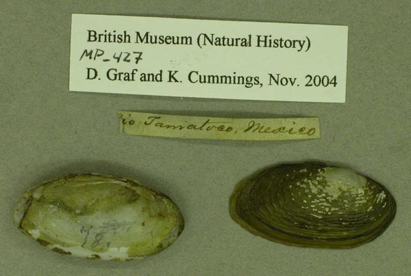 specimen