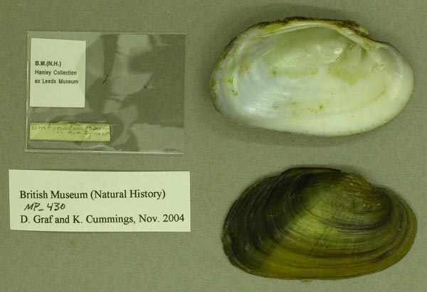 specimen
