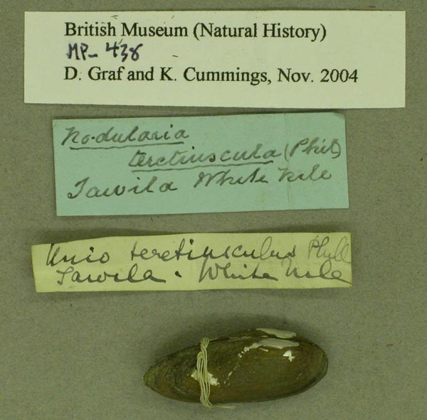 specimen