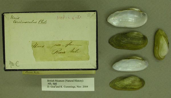 specimen