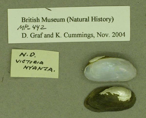 specimen