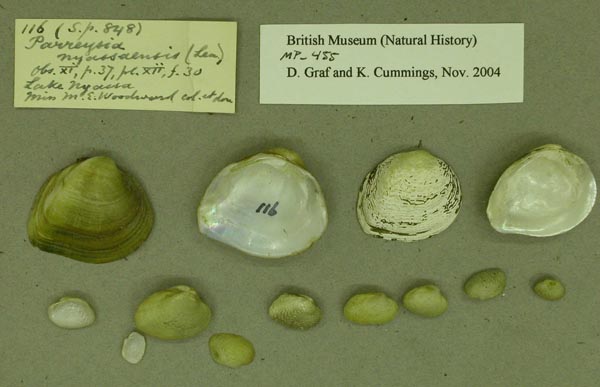 specimen