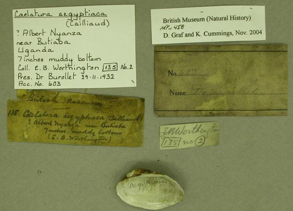 specimen