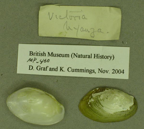 specimen