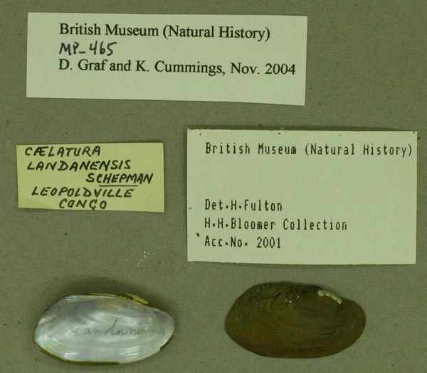 image of lot BMNH_MP_465 image of lot BMNH_MP_465