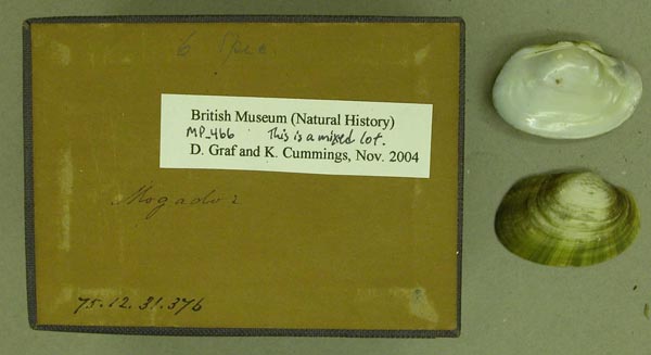 specimen